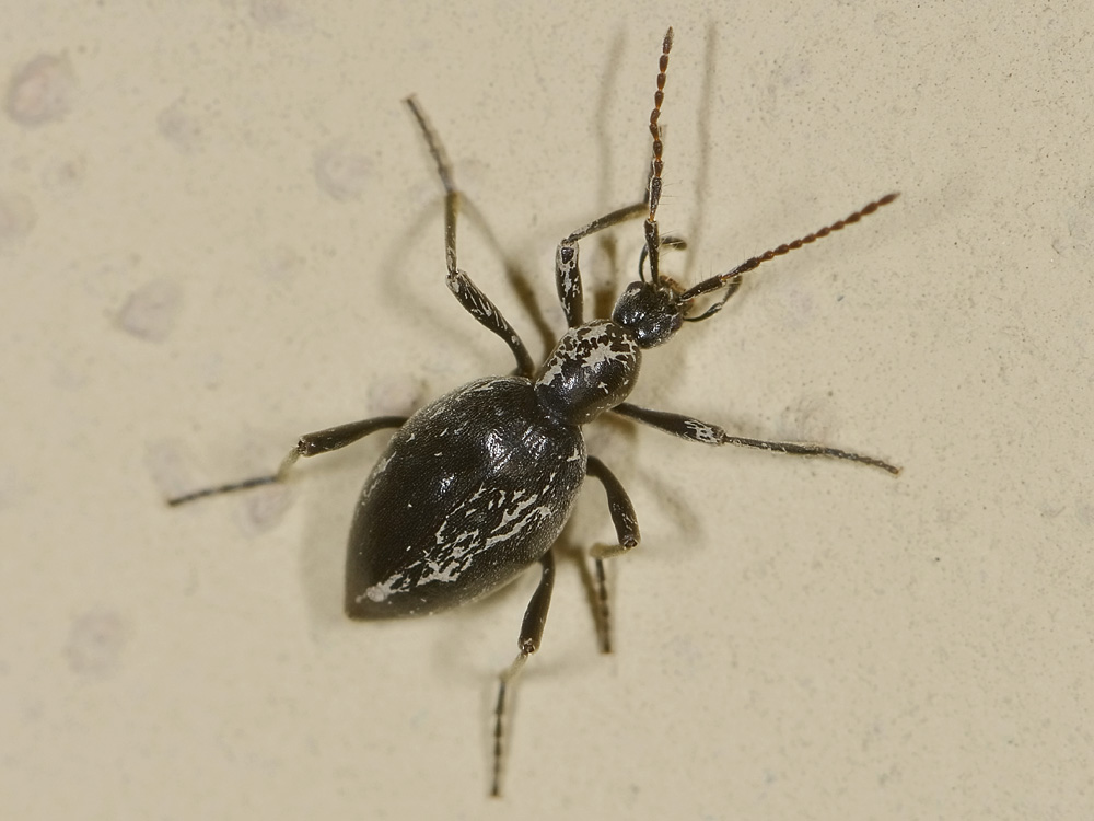 Scydmenidae: Palaeostigus heydenii e P. pilifer